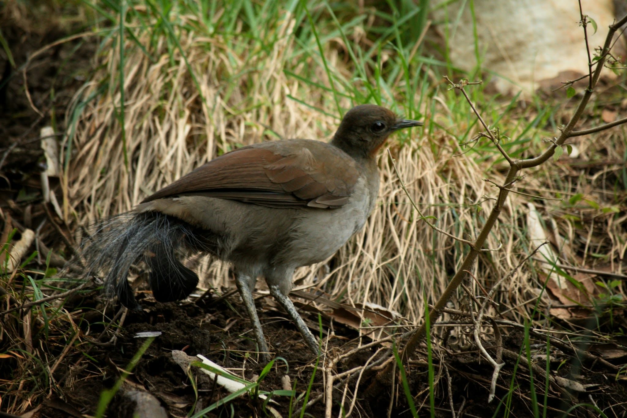 A lyrebird